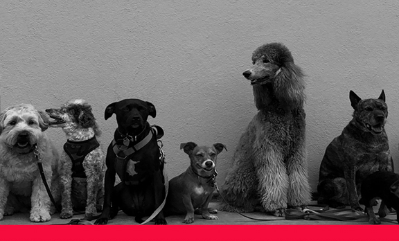 no-lazyload Variety of different dogs sat in a line against wall.